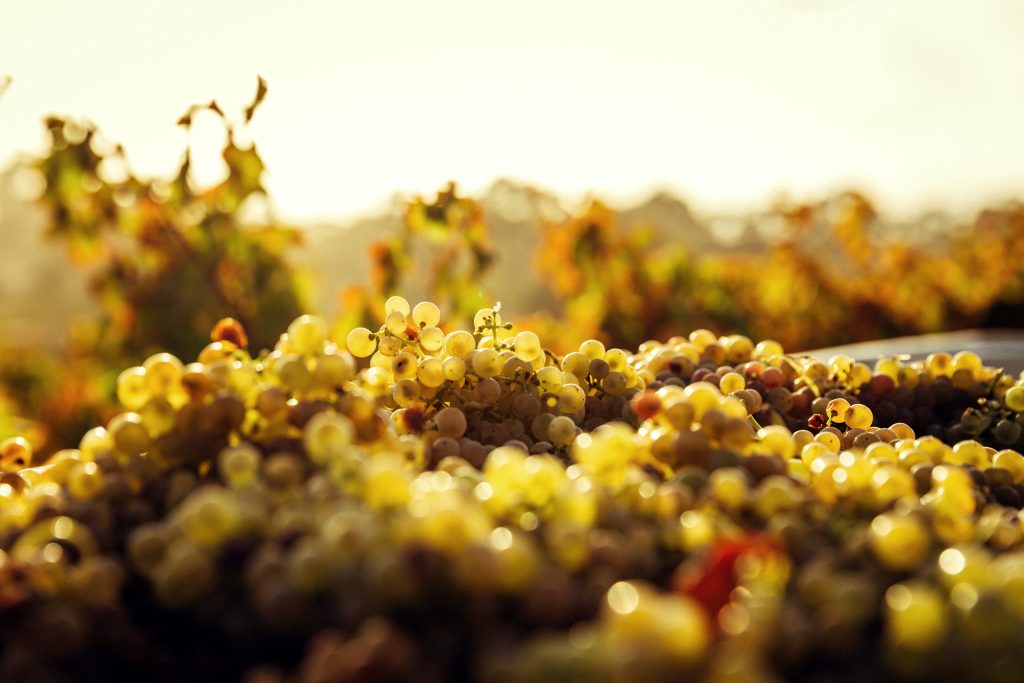 Ripe white grapes bathed in golden sunlight in graves and sauternes vineyards
