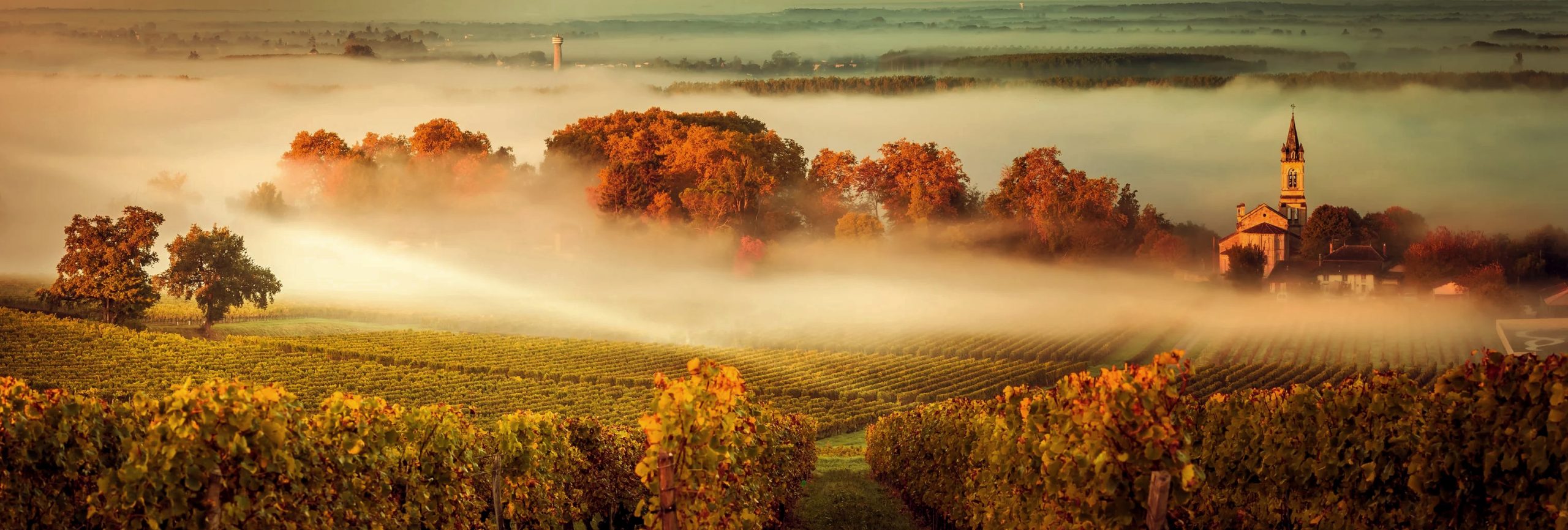 Morning fog covering graves and sauternes vineyards with autumn colors and church tower in Bordeaux